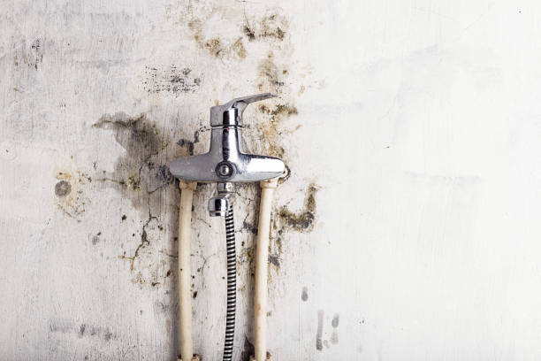 Best Certified Mold Removal  in Union, NJ