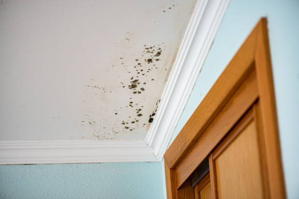 Best Mold Cleaning Services  in Union, NJ