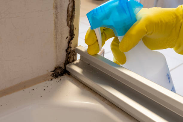 Best Emergency Mold Removal  in Union, NJ