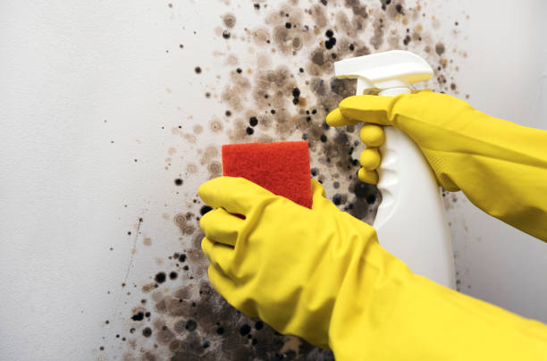 Best Office Mold Removal Services  in Union, NJ