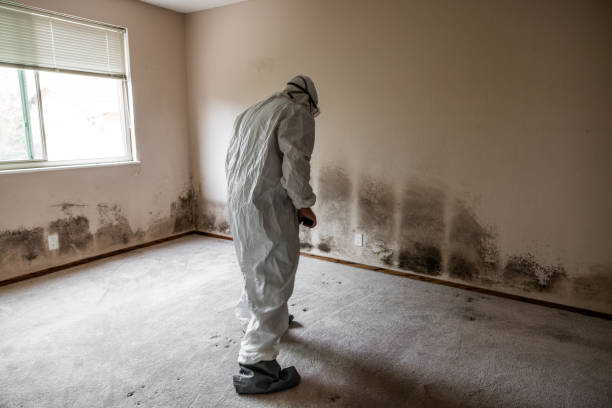 Reliable Union, NJ Mold Removal Solutions