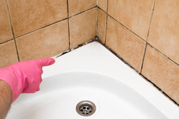 Office Mold Removal Services in Union, NJ