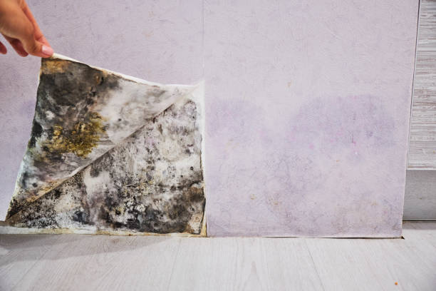 Best Same-Day Mold Removal  in Union, NJ